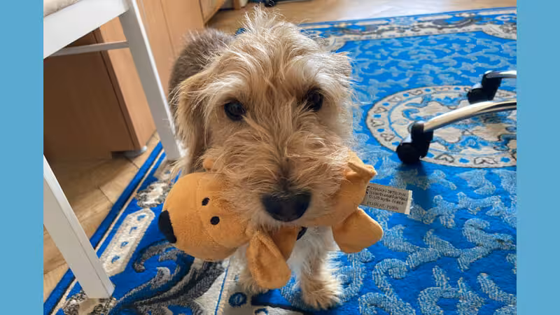 Notre adorable et tellement aimée petite chienne Lola nous a quittés ce matin à l’âge de six ans. Son petit cœur était malade. Malgré sa courte vie, elle a vécu une belle aventure avec nous. Elle nous manque, c’est très douloureux. On t’aime Lola.