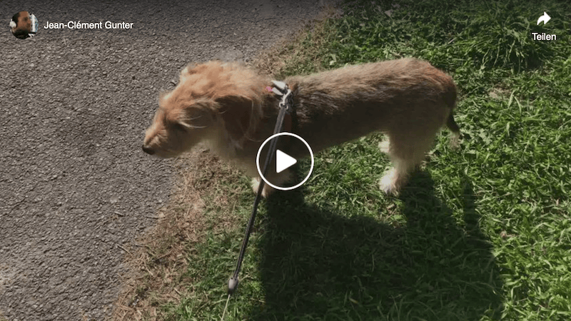 Semi-confinement covid 19 à Genève : bonjour à tous, je vous ai fais une petite vidéo au  bord du Lac de Genève et au Parc Mon Repos de Genève. J'espère que ces quelques minutes d'évasion vous ferons du bien.