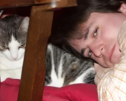 Mignon chat gentil (photo animal de compagnie) - Adorable Tex gris et blanc avec le réalisateur Jean-Clément Gunter.