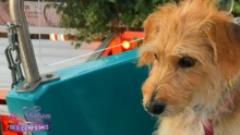 Jolie petite chienne Lola mascotte de la téléréalité La maison des compromis 3 - Série saison 3 incroyable action et aventure.